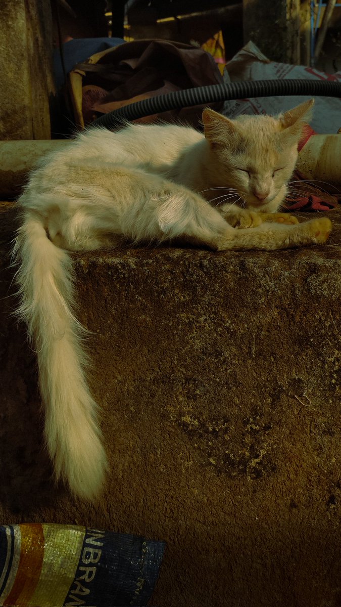 SilvanFernand14's tweet photo. #cat #CatsOfTwitter #CatsAreFamily #HarryStylesInMNL https://t.co/H9GNgyFBO9