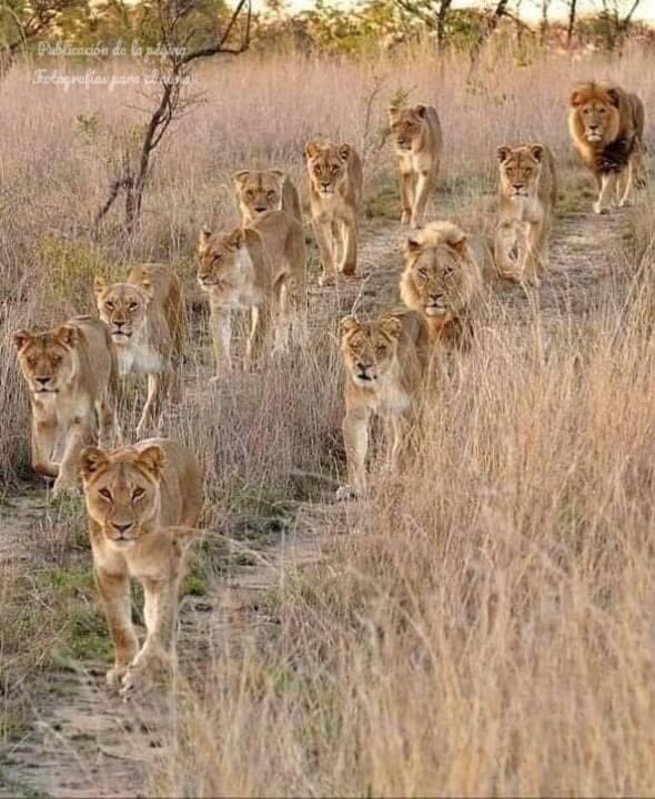 Vamos juntos hasta el valle..!! 🎶🎵😻🐾🦁💞🦁💞🦁💞🦁🌈✨💫💯📸❤️