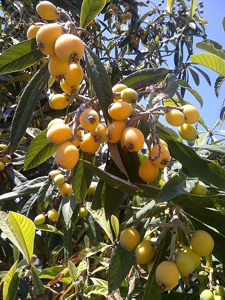 Loquat trees are generally drought tolerant and effectively grow in a wide range of climates thus contributing to their spread across the globe

With the potential to grow to around ten metres tall, large loquat trees can be quite spectacular and add a tropical touch to the farm