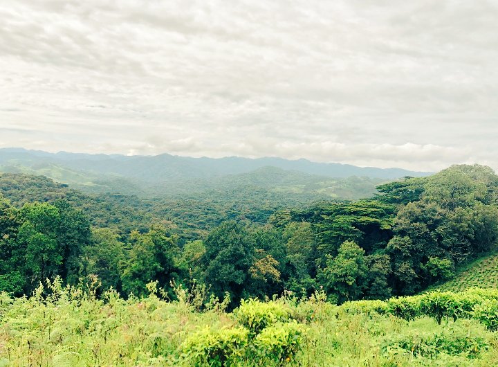 s_kamuntu's tweet photo. @MickMcC_Photos @PhotoTalksSpace #Colourgreen #naturephotography #naturebeauty #Uganda https://t.co/qU1n1FQHxQ