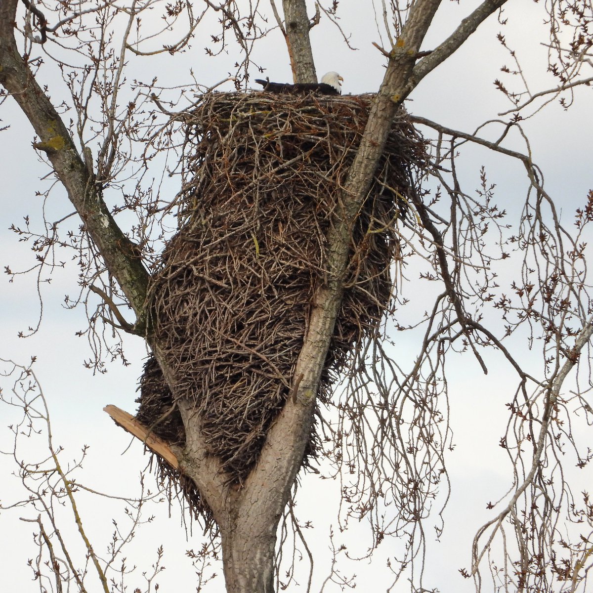 pnwkate's tweet image. Look at mama bald eagle at the top of this nest - one of the biggest I’ve seen! Every year more sticks get added 😄👍 Tuesday 14 March 2023
