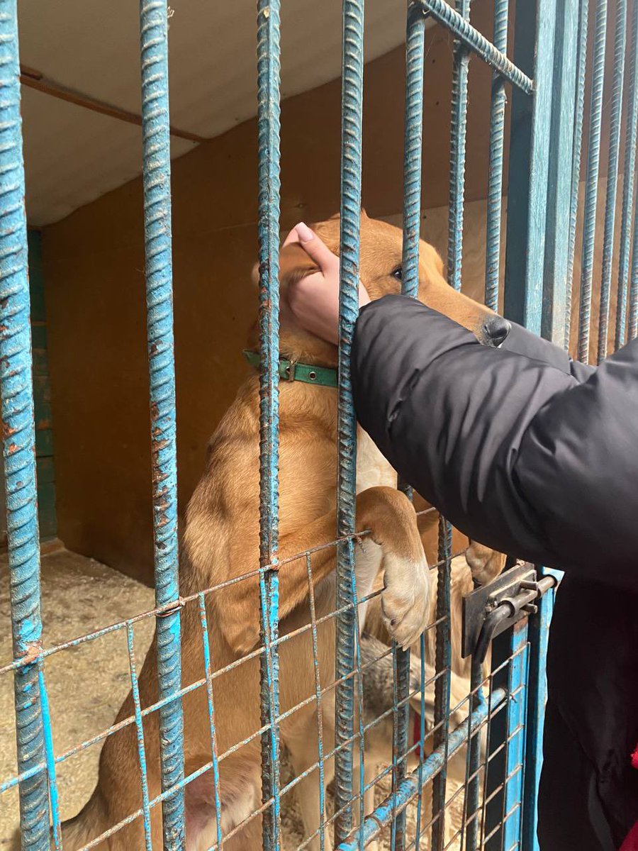 freyliy's tweet photo. For @xxmaddox birthday I decided to visit a local shelter with food, donations and other help that I could provide. I did it on behalf of Maddox and all DDs around the world

Spread love 🤍

#SPREADLOVE_to_moon
#봄을여는_달_경문아_생일축하해 https://t.co/NsxsI6QEwz