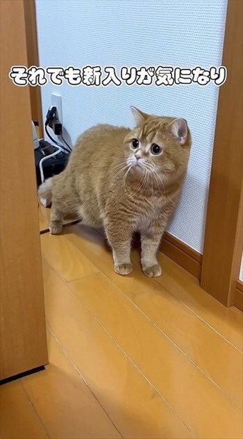 secl_wa's tweet image. #疲れてる方はこれをみて
#癒されてください