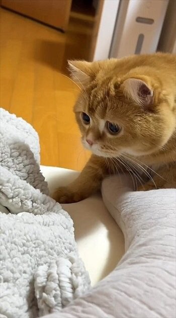 secl_wa's tweet image. #疲れてる方はこれをみて
#癒されてください