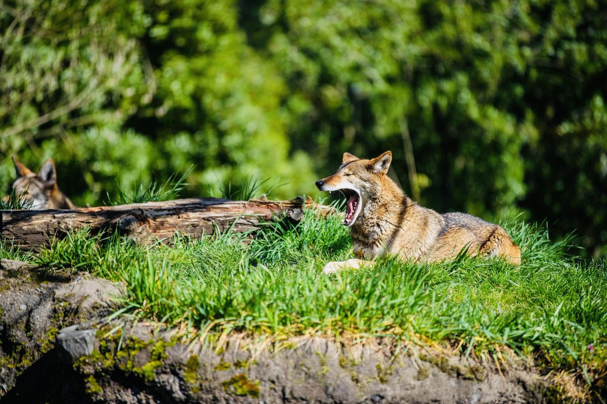 Movies_Wolves76's tweet photo. #RelistWolves #RelistWolvesNow #ProtectOurWildlife #SaveOurAnimals #StopTheSlaughter #BeautifulSpecies #ImportantPredators #Coexist https://t.co/gYRfIFNisr 🐺🐺🌿🌿 https://t.co/oT9yTl5Rlg