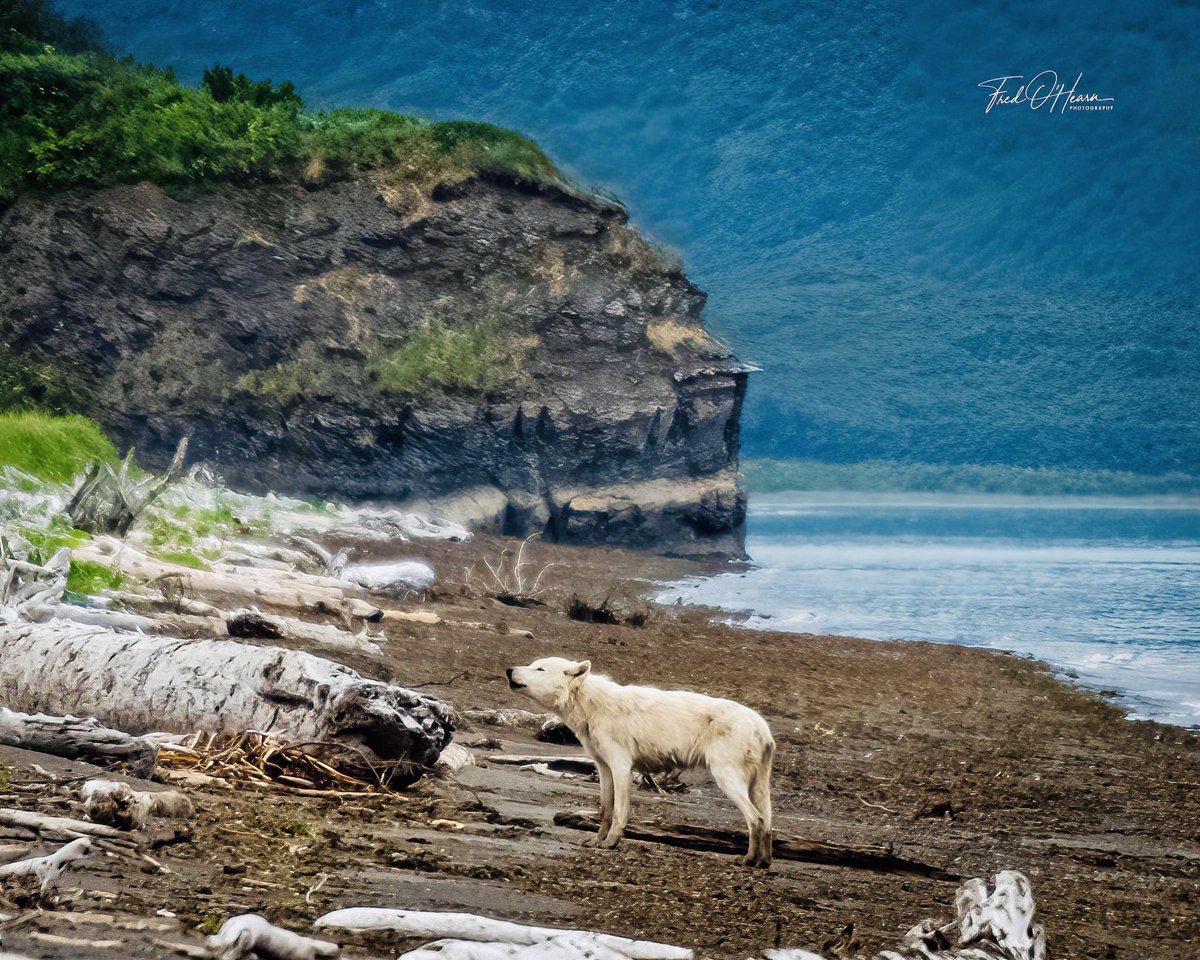 Movies_Wolves76's tweet photo. #RelistWolves #RelistWolvesNow #ProtectOurWildlife #SaveOurAnimals #StopTheSlaughter #BeautifulSpecies #ImportantPredators #Coexist https://t.co/gYRfIFNisr 🐺🐺🌿🌿 https://t.co/oT9yTl5Rlg