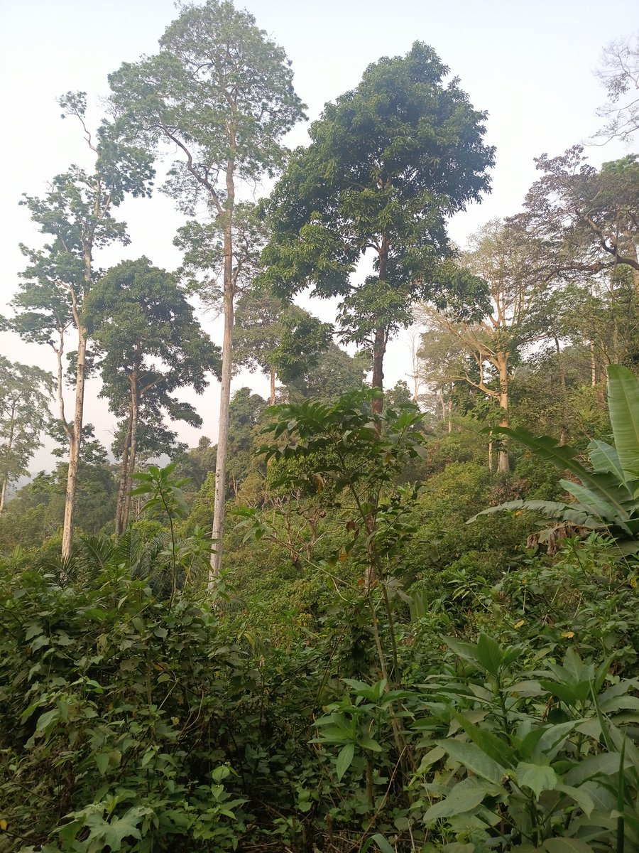 Please like, comment  and retweet if you believe that tree planting, soil conservation,mangrove restoration and forest restoration initiatives should be mandated across the globe to accelerate climate action.