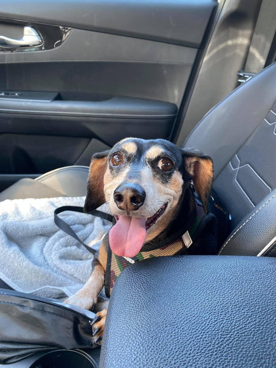 madisonprav's tweet photo. rest in paradise my sweet baby boy ♥️🌈🐾 https://t.co/xsVtDyO3aW