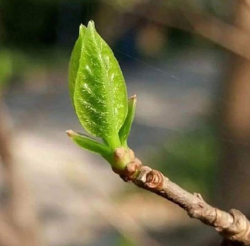 MehmetD16655031's tweet image. Dünyanın 
bütün dağlarında, ormanlarında, bir tek yaprağı bile bir başkasının tıpkısı olarak yaratmamıştır Tanrı. 

Oysa siz farklı olmayı delilik sayıyorsunuz.

✓ Paulo Coelho
@bilgelikruhu0
#Alllah #yaratılış #özel'lik