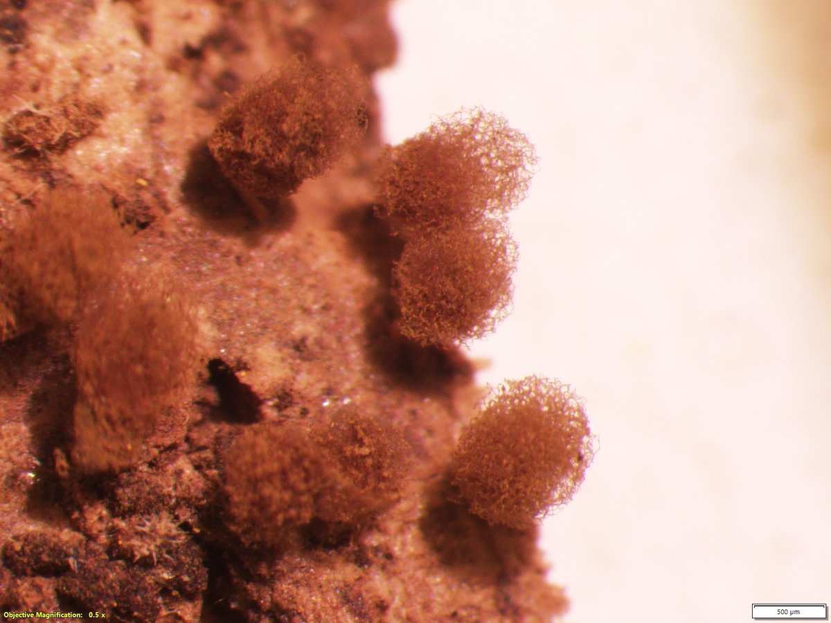 RBG_Victoria's tweet photo. While they may not look like much at first glance, slime moulds come alive under the microscope, revealing intricate features and dazzling colours.

What do these slime moulds look like to you? https://t.co/jK1RzAFCh1
