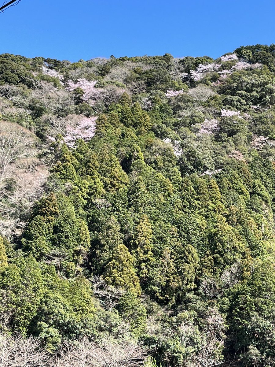 和歌山 古座川
 #クマノザクラ
 
クマノザクラを見てきました🌸
風が吹くと桜が舞って綺麗でした✨

青空と桜が綺麗ʚ🌸ɞ
