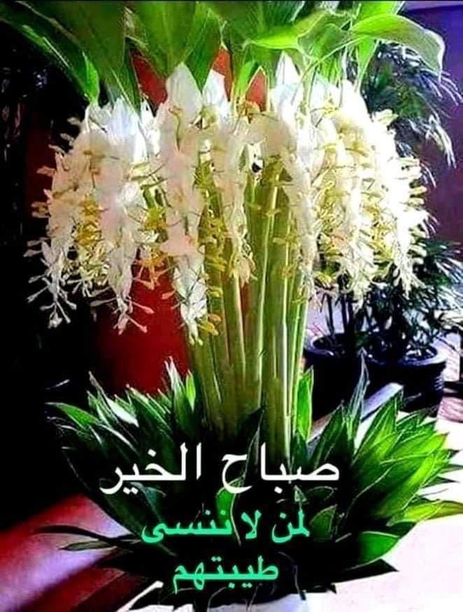 AlganabeZena's tweet photo. @TraderMaven76 صباح الخيرات https://t.co/gMAA74y5Iu