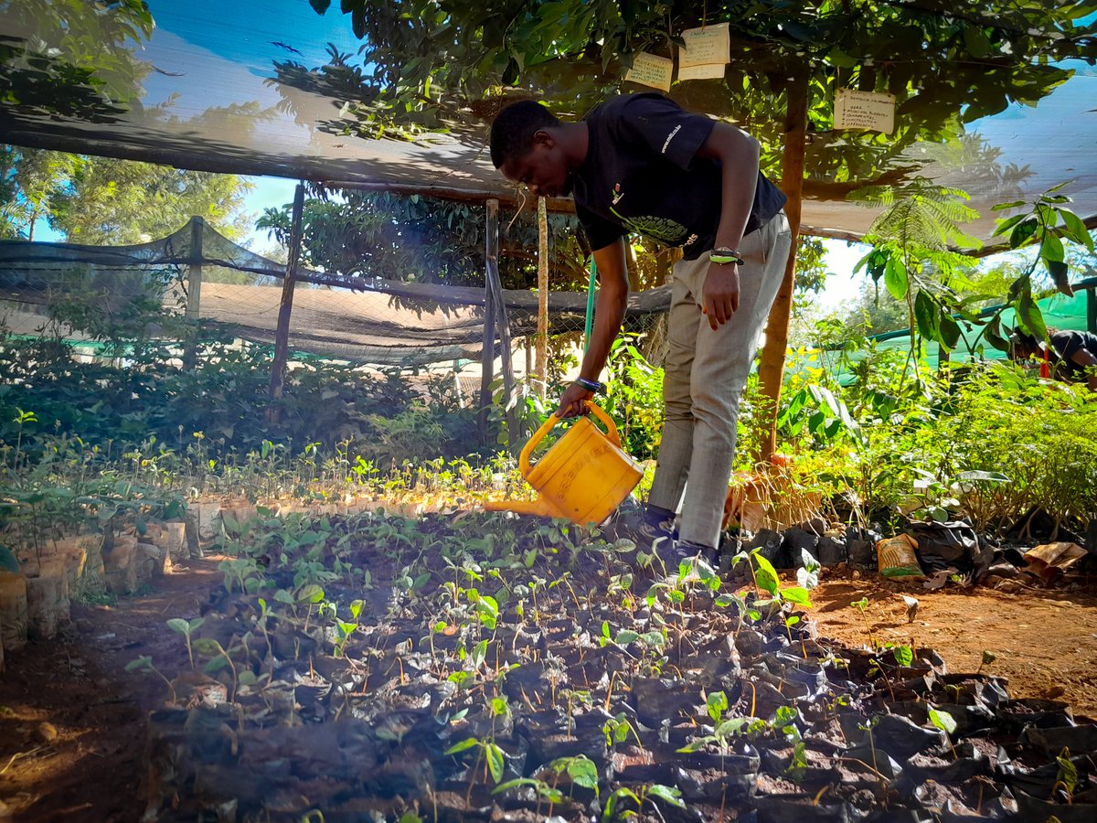 LamechLamarch25's tweet photo. Setting up a tree Nursery. 

A nursery increases survival chances of seedlings because they can be taken care of &amp; nurtured until mature enough to be moved to the field.

Greening Kenya, a tree at a Time

Re-imagine. Recreate. Restore!!!

#GenerationRestoration https://t.co/889RoNkhMa