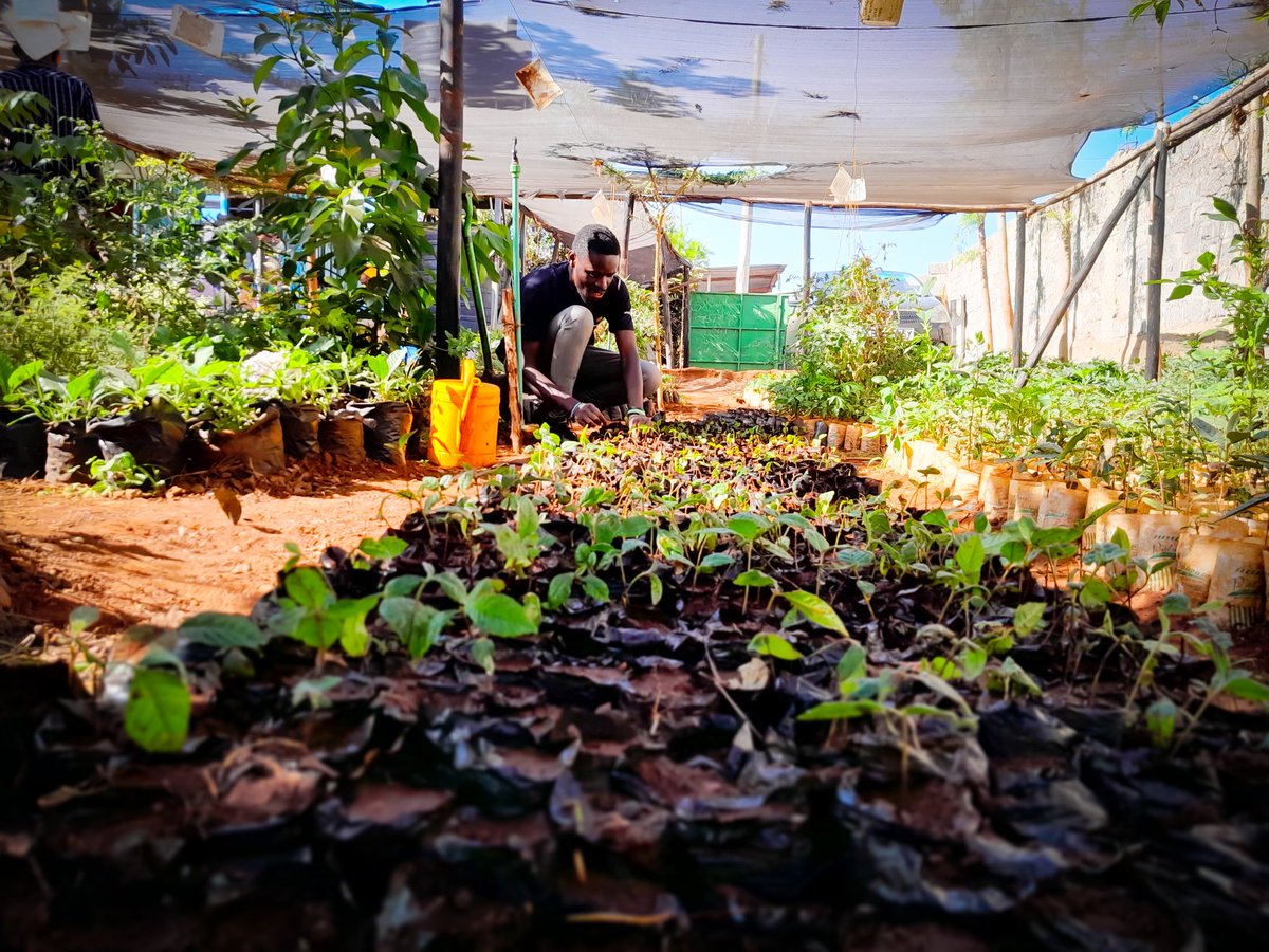 Setting up a tree Nursery. 

A nursery increases survival chances of seedlings because they can be taken care of &amp; nurtured until mature enough to be moved to the field.

Greening Kenya, a tree at a Time

Re-imagine. Recreate. Restore!!!

#GenerationRestoration