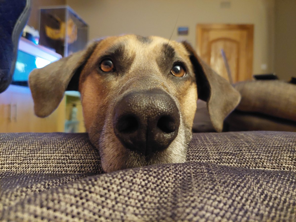 beckham_ford's tweet photo. @GoldenKnights Sof puppy nose https://t.co/vSDE9Z3Oiw
