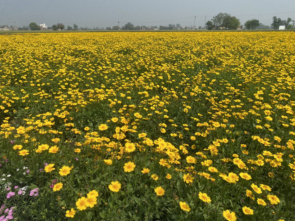 AbjinderSangha's tweet photo. ਇਹ ਪੰਜਾਬ ਦੇ ਅਮਰਗੜ ਏਰੀਏ ਦੇ ਖੇਤਾਂ ਦਾ ਅਲੌਕਿਕ ਨਜ਼ਾਰਾ ਹੈ।
ਇਹ ਸਿਰਫ ਪੰਜਾਬ ਦੀ ਜ਼ਮੀਨ ਹੀ ਹੈ ਜੋ ਐਨੇ ਰੰਗਾਂ ਵਿੱਚ ਖਿੜ ਸਕਦੀ ਹੈ । #stopdefaming #punjab .. @BhagwantMann @PBGurpreetKaur #G20India https://t.co/l67dXRyQ5O