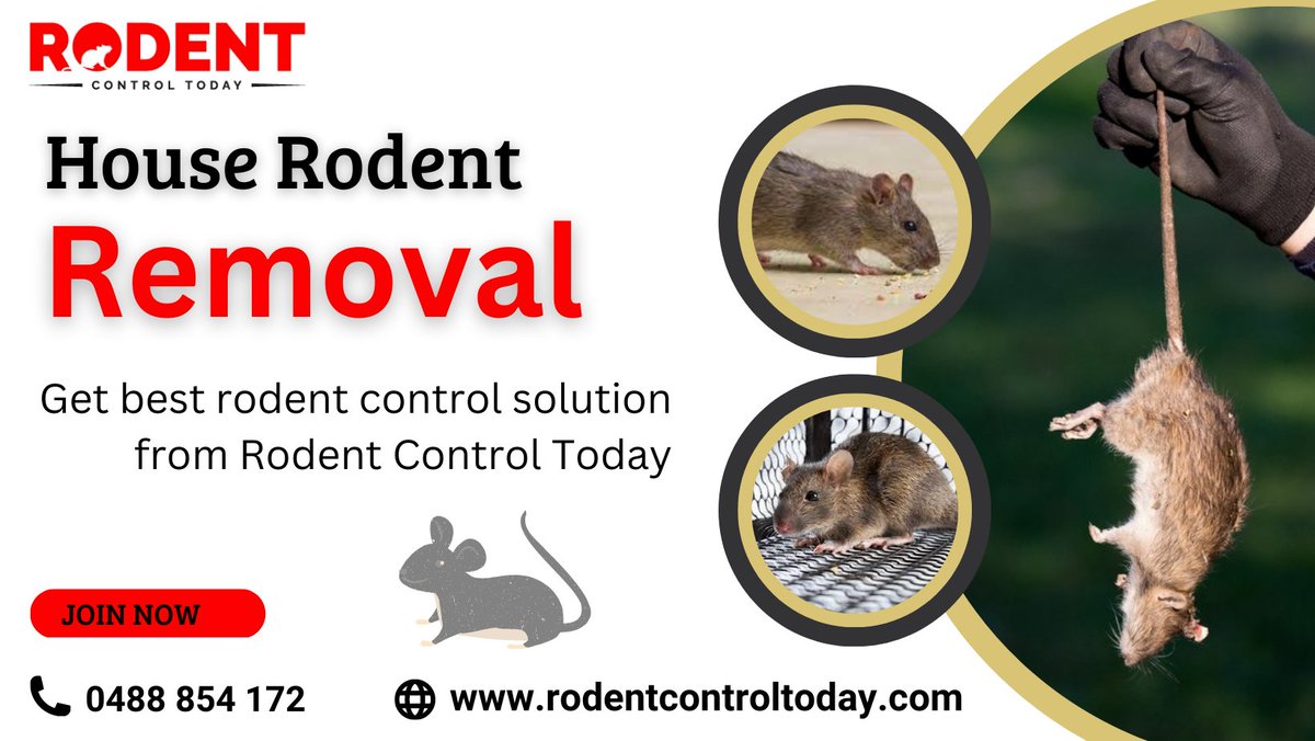 RodentToday's tweet image. Get all kind of rodent removal services from Rodent Control Today company at very affordable prices range any where in #melbourne.
.
.
.
Read more at: rodentcontroltoday.com.au !!
#rodentcontroltoday #RodentControlService #rodentremoval #rodenttreatment #melbourne