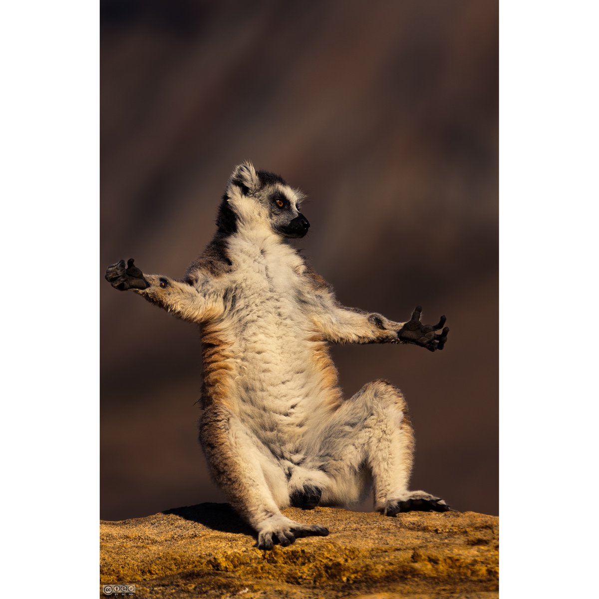 King Julien in @iamsrk pose!

Ring tailed lemur
Madagascar
Oct '22

#photooftheday #picoftheday #NaturePhotography  #bbcearth #natgeoyourshot #BBCWildlifePOTD #natureinfocus #wildlifephotography #LemurConservation #lemur #Madagascar #LemurLove #Conservation #wildlife #Lemurs