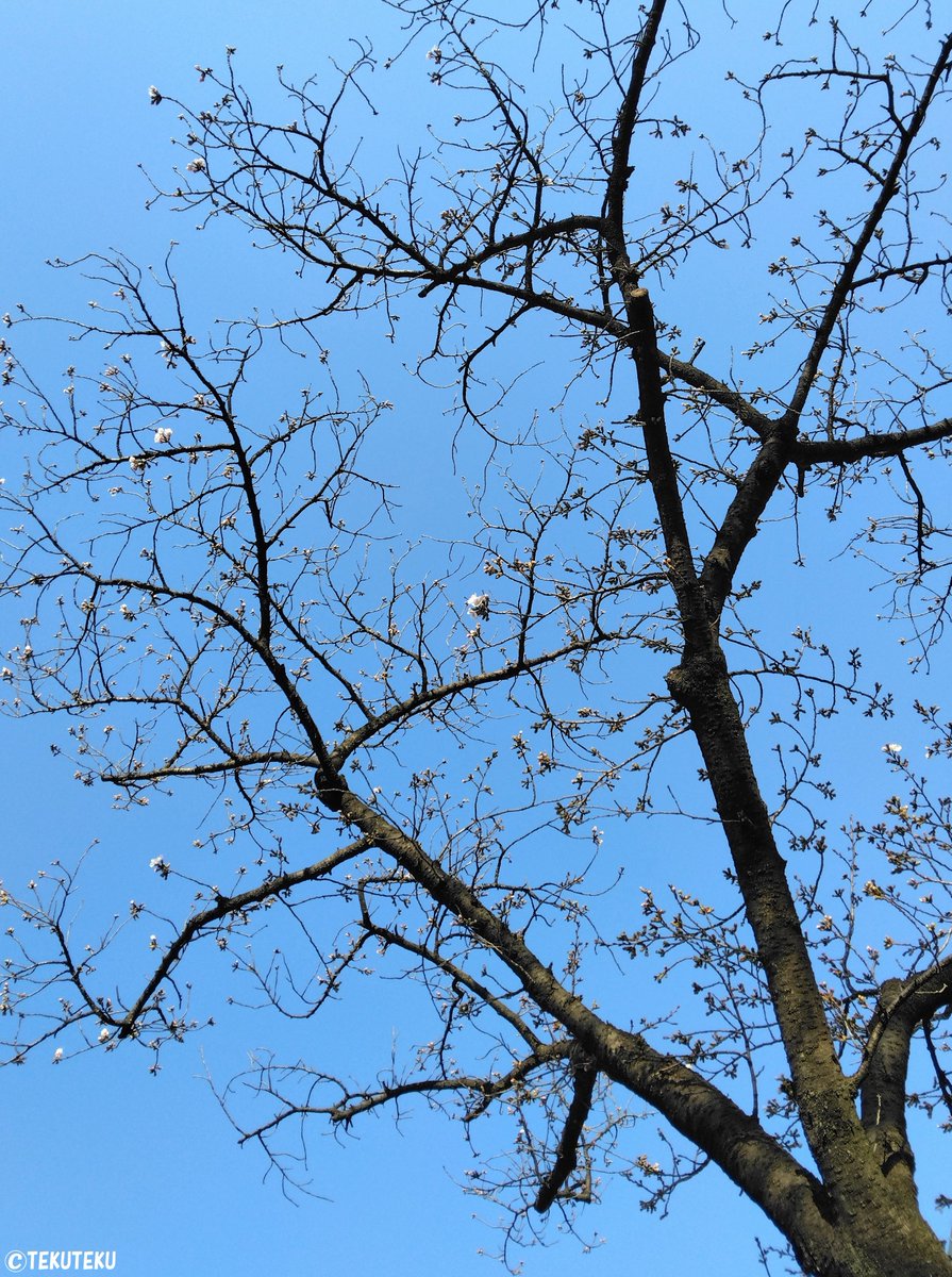 「今日の #ソメイヨシノ 咲き始めも可愛くて楽しいね #花写真 #キリトリセカイ 」|TEKUTEKUのイラスト