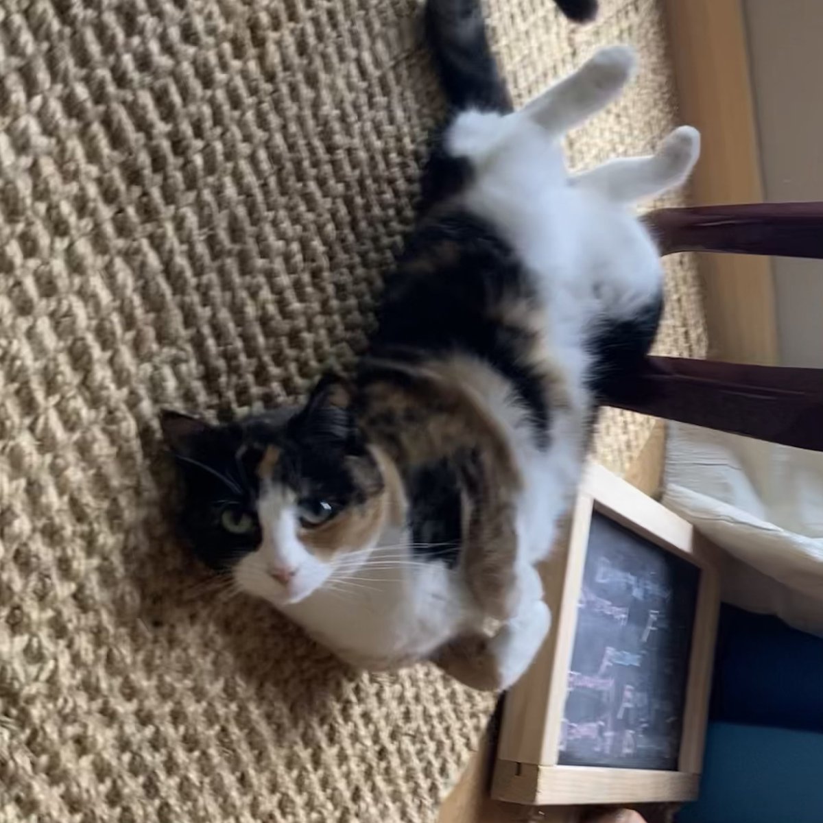 EasyWebThings's tweet image. When the dog just wants to be in every photo.