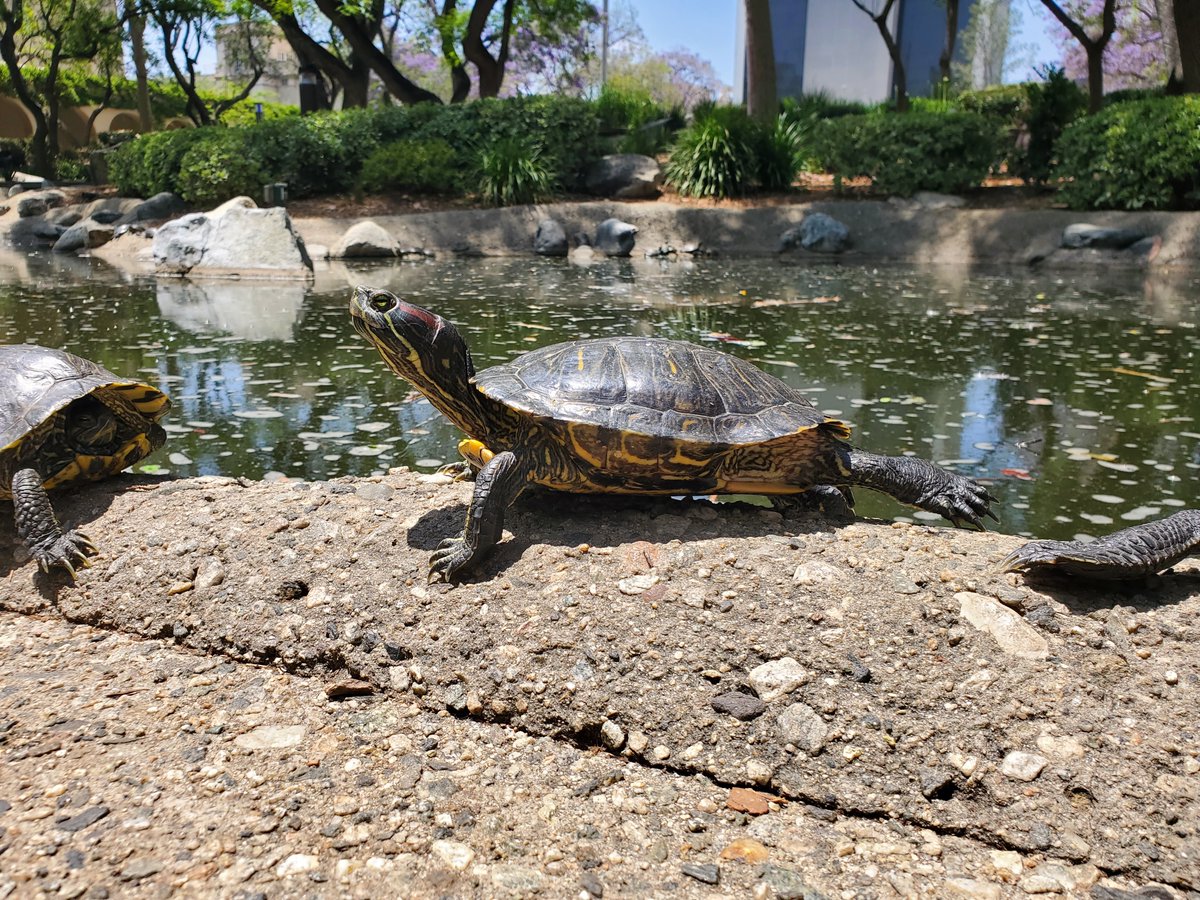 Caltech_Turtles tweet picture