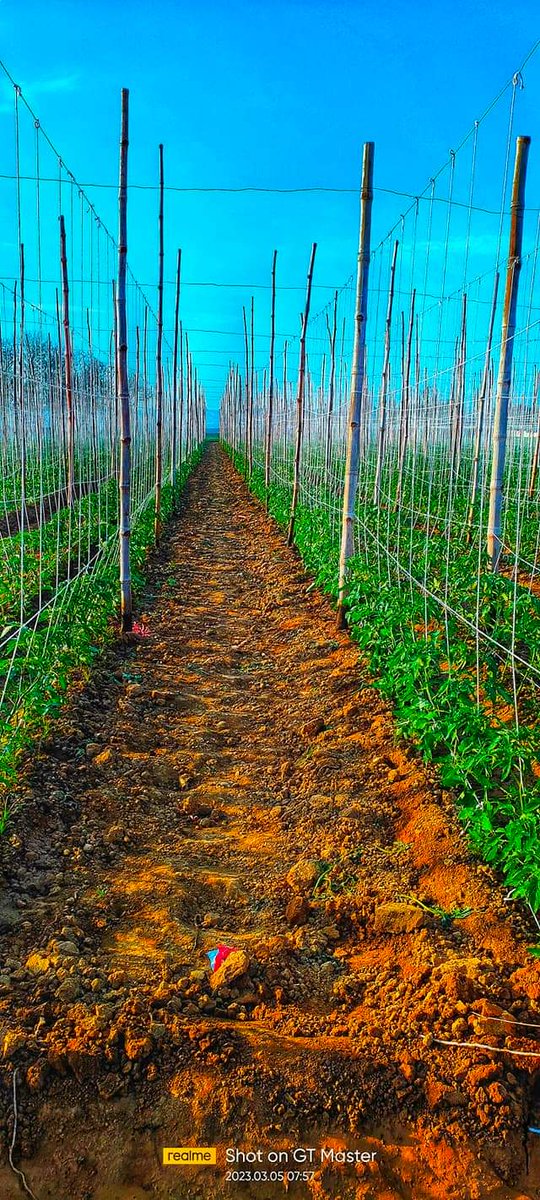 Tomato production in Pakistan...
#modernFarming