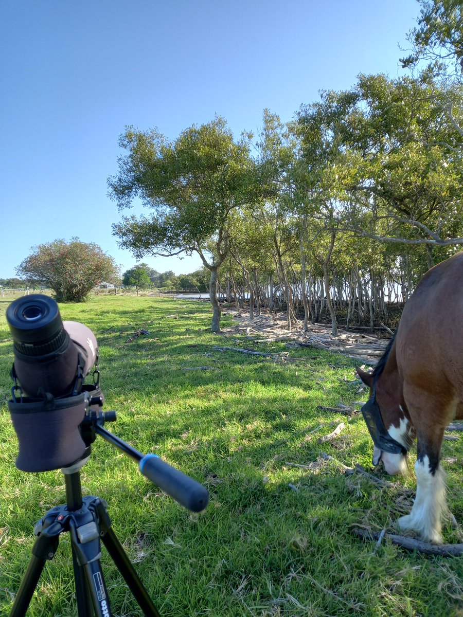 Mattea Taylor tweet media