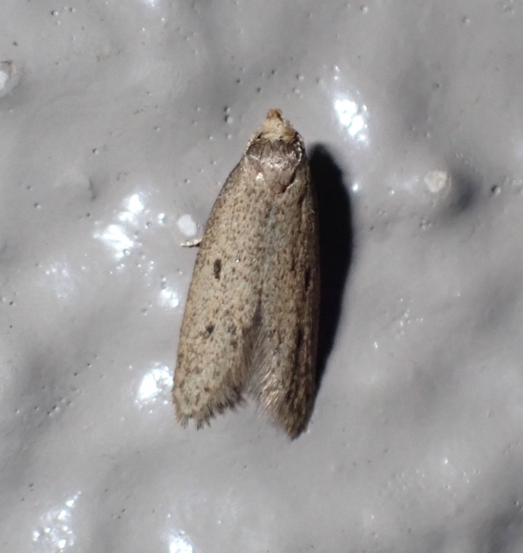 Acleris（あくれりす） on X: 