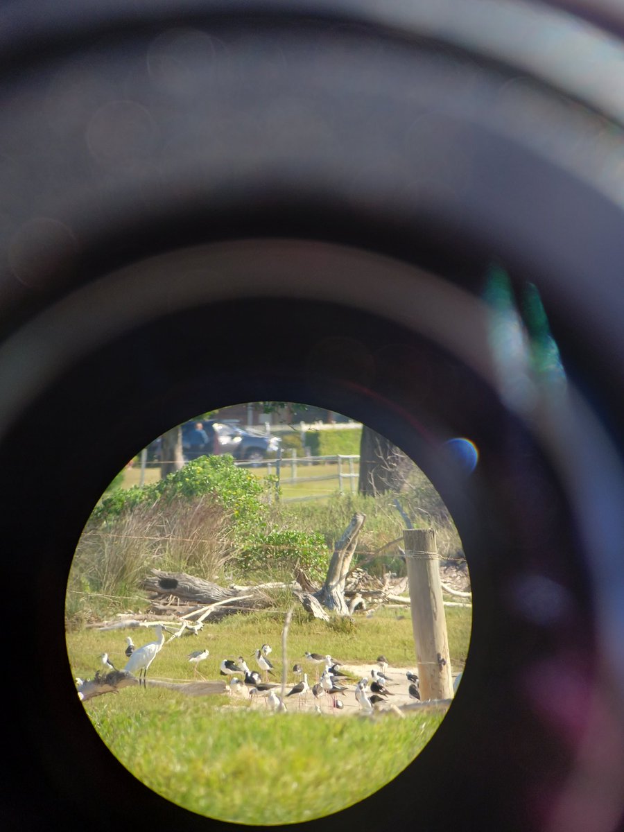 Mattea Taylor tweet media