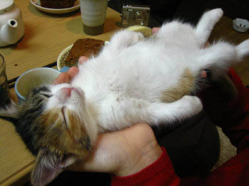 HourlyCatPhotos's tweet photo. https://t.co/uxMCJUIk1Y