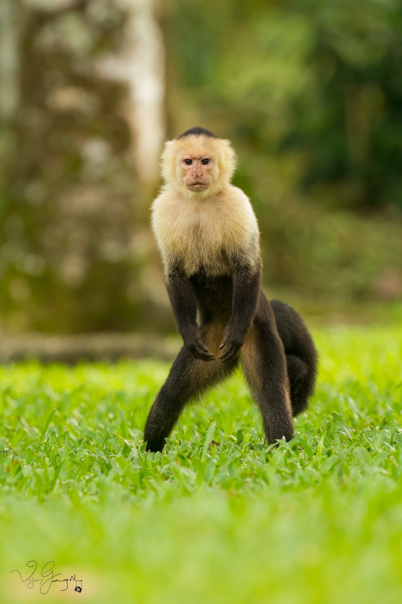 vijgang's tweet photo. Marcel was a monkey who lived with Ross
He was cute and smart but also quite a boss
He was talented and charming and always stole the show
He was Marcel the monkey, everyone's favorite friend you know

Face 2 face with a Capuchin
#costarica #canonindia #canonindia_official https://t.co/AjfmzMOGEH