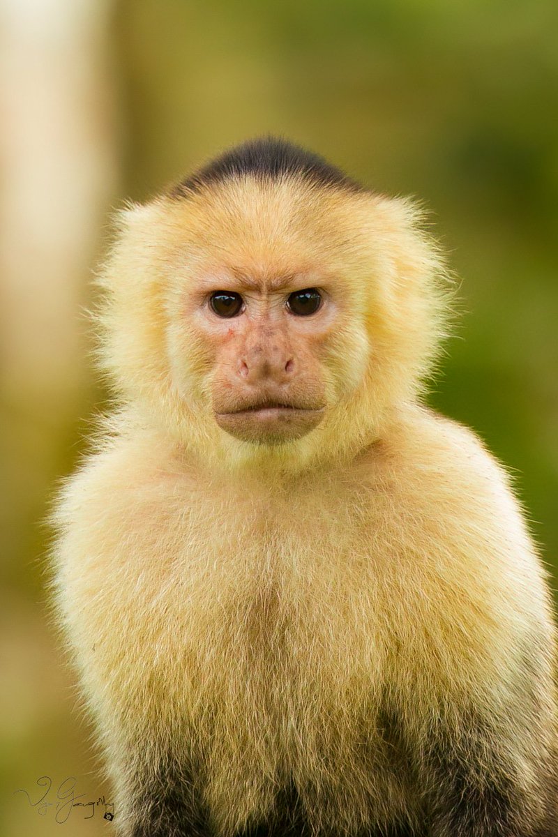 vijgang's tweet photo. Marcel was a monkey who lived with Ross
He was cute and smart but also quite a boss
He was talented and charming and always stole the show
He was Marcel the monkey, everyone's favorite friend you know

Face 2 face with a Capuchin
#costarica #canonindia #canonindia_official https://t.co/AjfmzMOGEH
