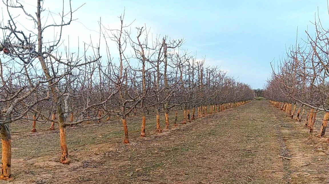 La magnitud de la tragedia. Darrera d'aquesta plantació de pomeres hi ha vuit anys de dura feina. A les portes de la primavera la plaga de conills ha rossegat completament els troncs tallant els vasos de sàvia. Cap d'ells sobreviurà. El futur de la pagesia també es juga aquí.