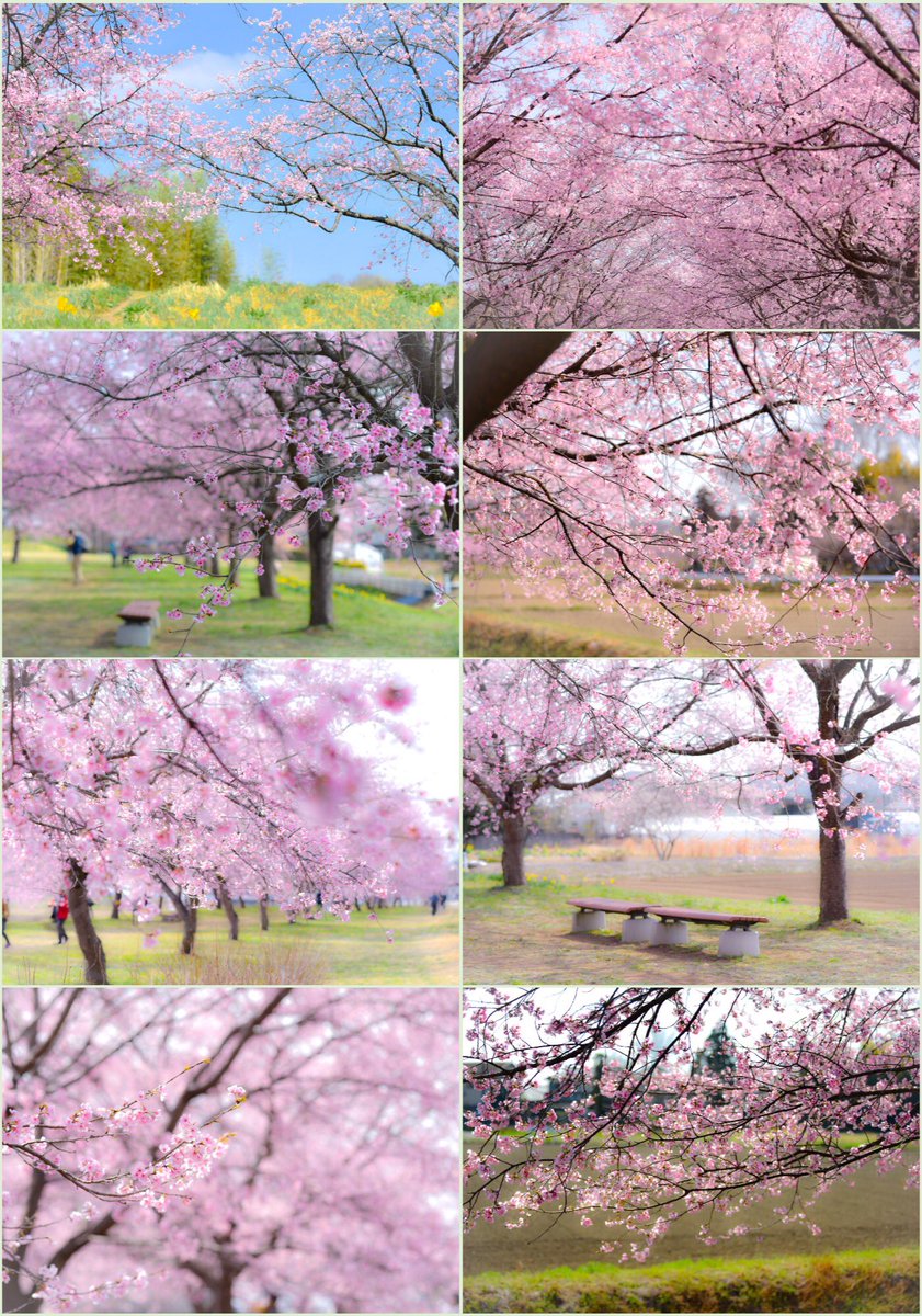 安行寒桜その2🌸🌸