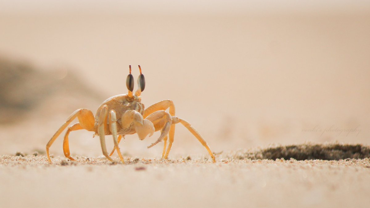 Sandy beach crab...👀🦀

#natgeoindia #NatGeo #photohour #indiaave #wildlife #thehindu #BBCWildlifePOTD #bbcmagazine #natgeomagazine #natureinfocus #saveus #eyewinawards #canon #canonphotography