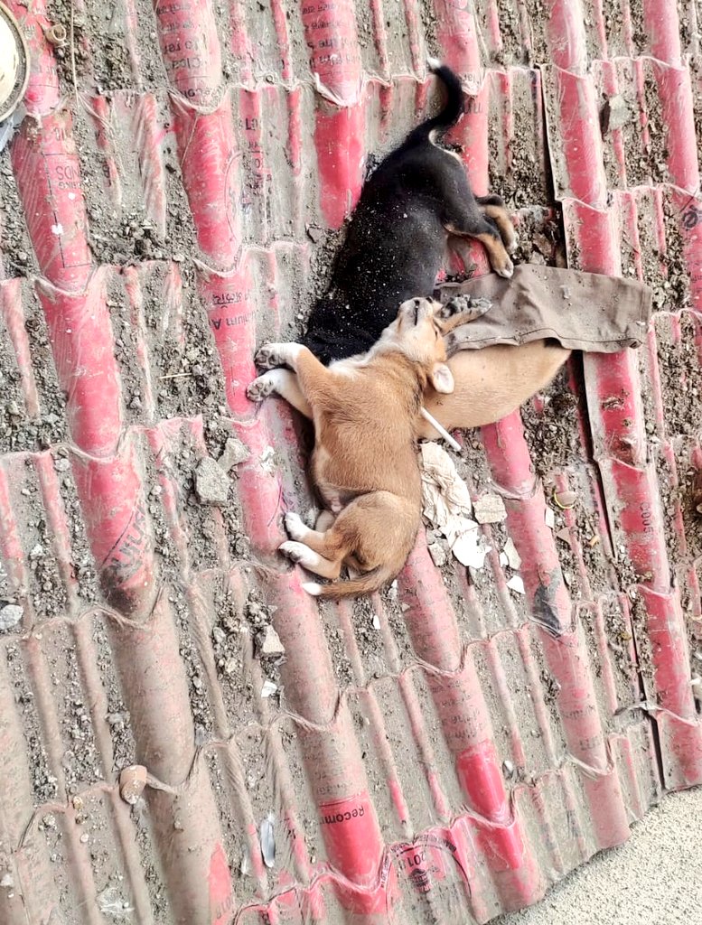 कावेरी राणा 🐾🐾 tweet media