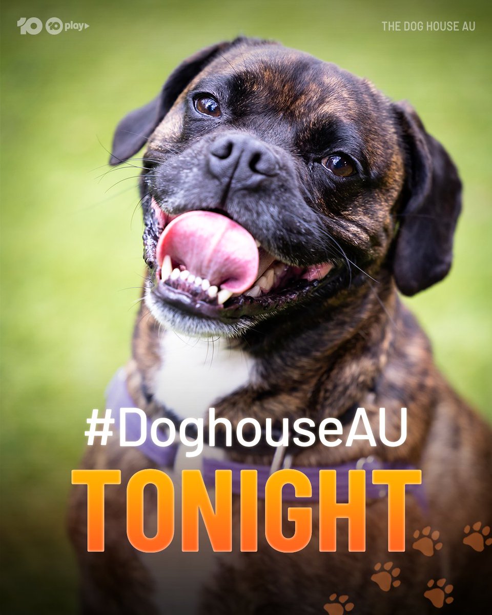 Channel10AU's tweet photo. Tom Gleeson &amp; adorable puppies...what more could you want? 😍

#TheProjectTV &amp; #DoghouseAU from 6.30 Tonight on 10 and 10 Play. https://t.co/6rgKPKFYlZ