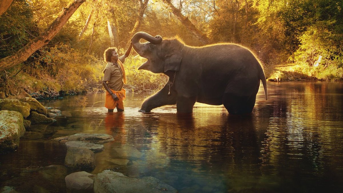 ParthDudhat16's tweet photo. Indigenous ailurophile couple of Kattunayakan tribe and their love towards Raghu&amp;Amu(Elephant calves)is embedded magnificently in this documentary!
Laudable cinematography by @EarthSpectrum who showcased the beauty of Mudumalai Camp.
Worthtowatch!
#ElephantWhisperers #Oscars2023 https://t.co/SGHbB8g3J0