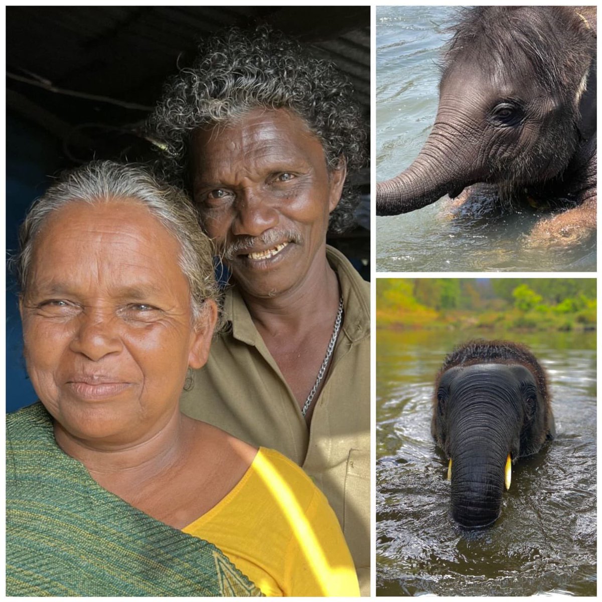 ParthDudhat16's tweet photo. Indigenous ailurophile couple of Kattunayakan tribe and their love towards Raghu&amp;Amu(Elephant calves)is embedded magnificently in this documentary!
Laudable cinematography by @EarthSpectrum who showcased the beauty of Mudumalai Camp.
Worthtowatch!
#ElephantWhisperers #Oscars2023 https://t.co/SGHbB8g3J0