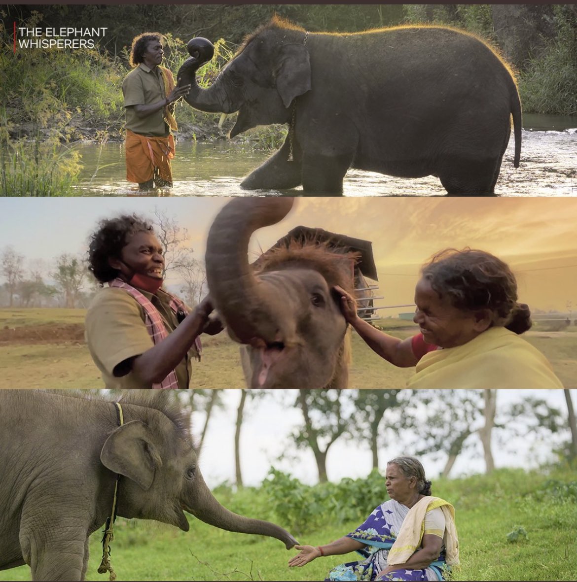 ParthDudhat16's tweet photo. Indigenous ailurophile couple of Kattunayakan tribe and their love towards Raghu&amp;Amu(Elephant calves)is embedded magnificently in this documentary!
Laudable cinematography by @EarthSpectrum who showcased the beauty of Mudumalai Camp.
Worthtowatch!
#ElephantWhisperers #Oscars2023 https://t.co/SGHbB8g3J0