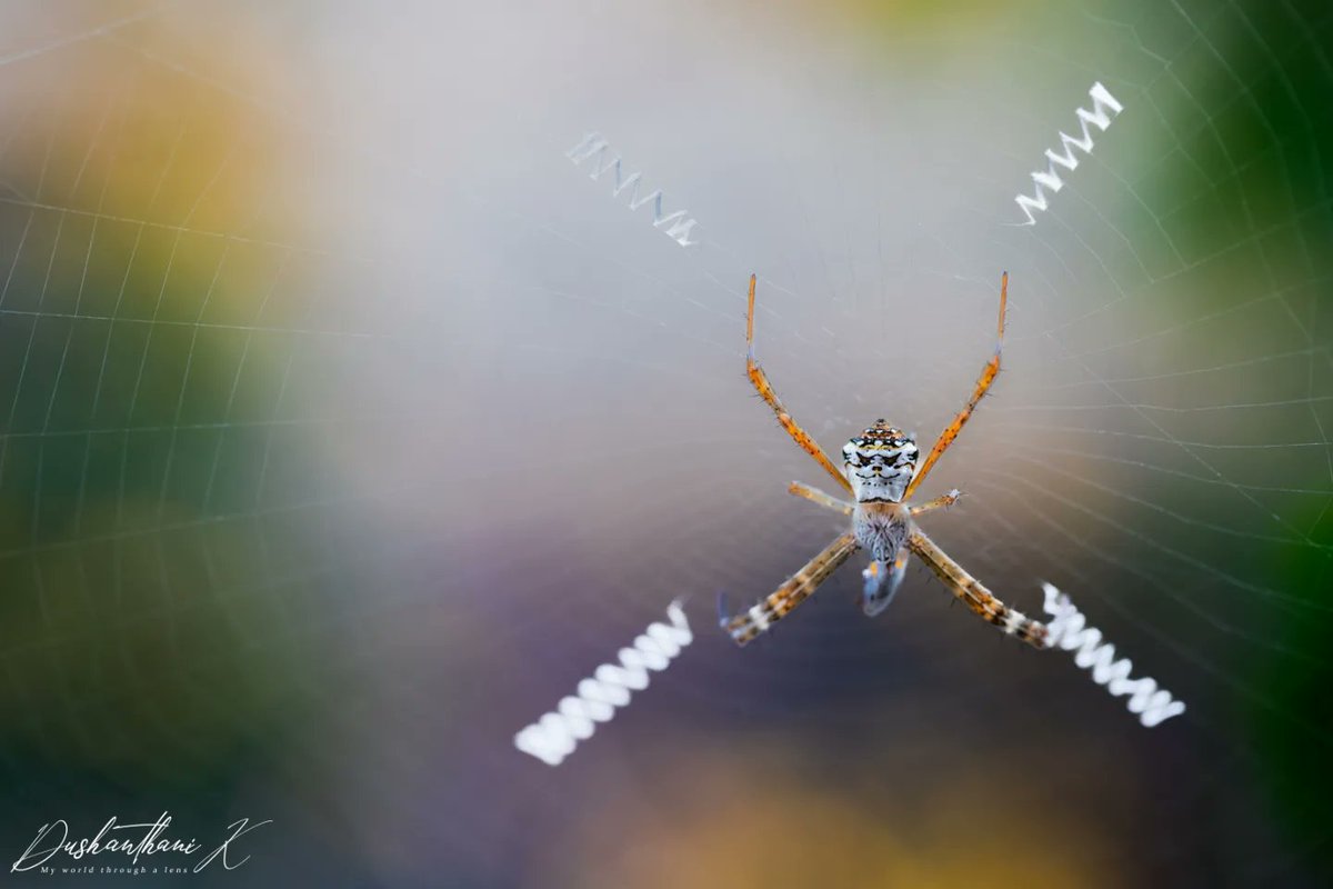 Dush18's tweet photo. The Webmaster- One of the best weavers- we do miss out on enjoying the beauty of smaller creatures- this spider appears as if it is posing for the camera- with a cool smile !
#wildlifephotography #nature #spiders #garden #wildlife #photography #photographer https://t.co/Qs5Xpxkpf3