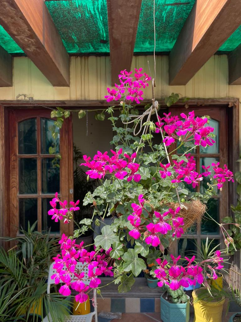 store_succulent's tweet photo. Let's go outside #springishere #spring# https://t.co/OlMsg0zeuq