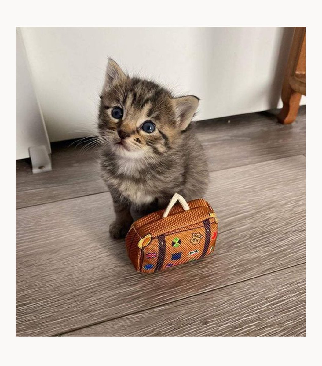 gentleeeeeeecat's tweet photo. travel with me! https://t.co/YiVJtaJ6DT
