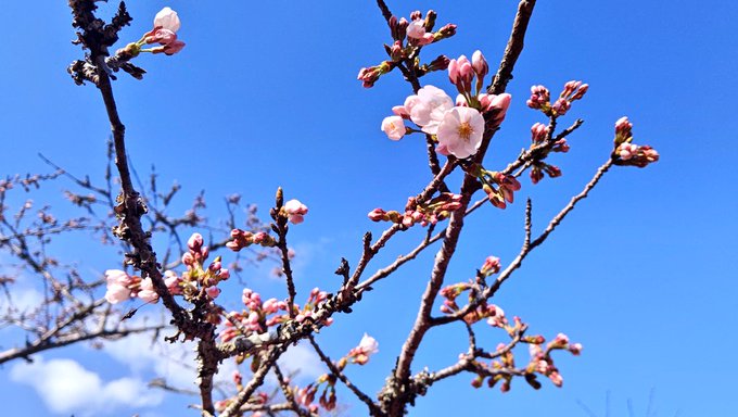 桜日記🌸昨日は1輪だったのに今日は一気に咲いたよー🌸🌸🌸春がやってきたぁー✨桜誉はやっぱり桜が似合う❕茂原公園に来たらお
