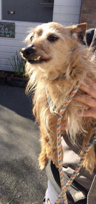 The_Animal_Team's tweet photo. Older male TerrierX #found top of #AshcombePark #UpperBristolRoad #WestonSuperMare #BS22 area,
#SouthWest on 13/3/23. Beige. No chip.😢 https://t.co/a12dqmDPpX #FoundDog #dogsoftwitter https://t.co/eWM6v555bd