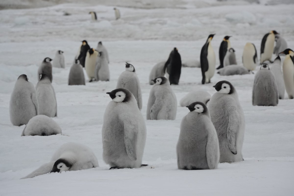 GRK 2670 tweet media