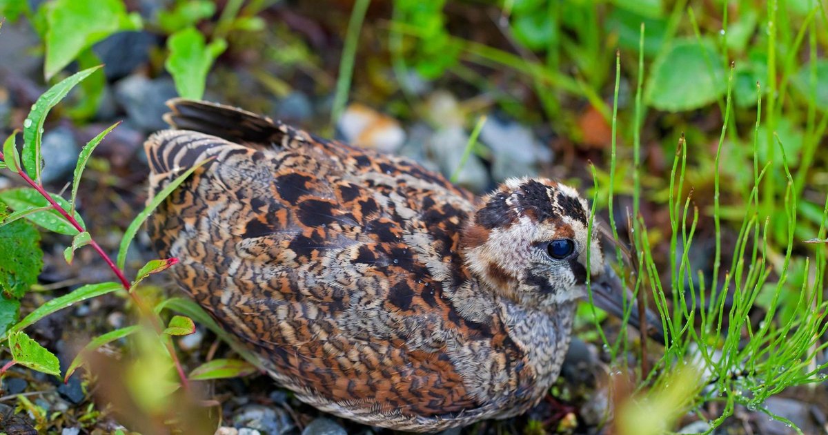 Увидеть эти перья могут не все, а только те, с кем птица хочет пообщаться

vk.cc/cmiTZA