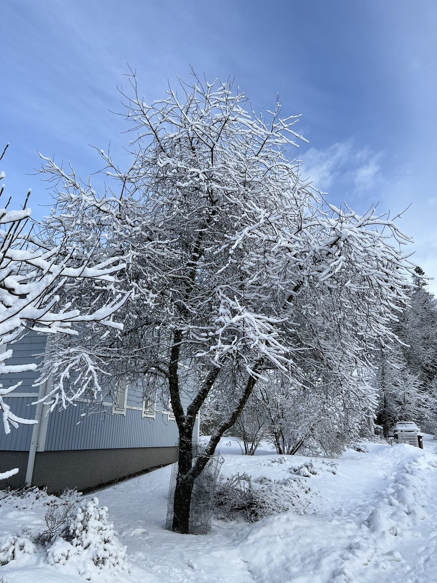 BlueIceAnn's tweet photo. #huomenta Totesin aamulenkillä, että kirsikkapuu ei ihan vielä kuki. Ei vielä, mutta pian. #optimisti Kuva liittyy. https://t.co/9igbXZmfCI