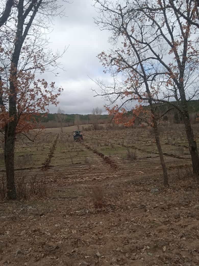 CederCiemat's tweet photo. Regeneramos la antigua plantación de chopos en la finca Valverde del CEDER-CIEMAT. Con criterios de sostenibilidad @PEFCSpain mediante plan de ordenación forestal aprobado por la @jcyl y con la colaboración de @tragsa y @agrestascoop https://t.co/TAfU8tofym