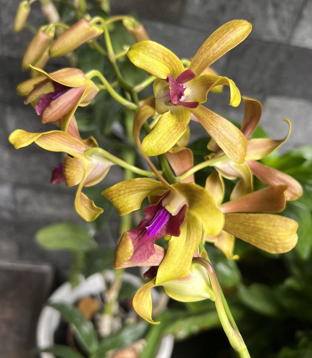 #orchid #orchids #orchidlover #orchidlovers #orchidflower #orchidworld #orchidshow #orchidshare #orchidsofinstagram #orchidlove #orchidspecies #anggrek #anggrekbulan #anggrekindonesia #anggrekmurah #anggrekbulanmurah #anggrekjogja